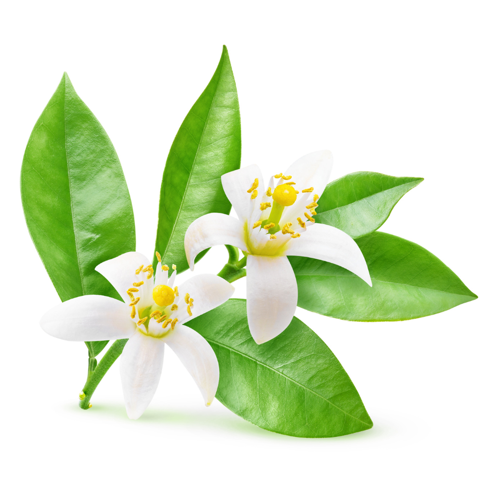 Neroli parfém