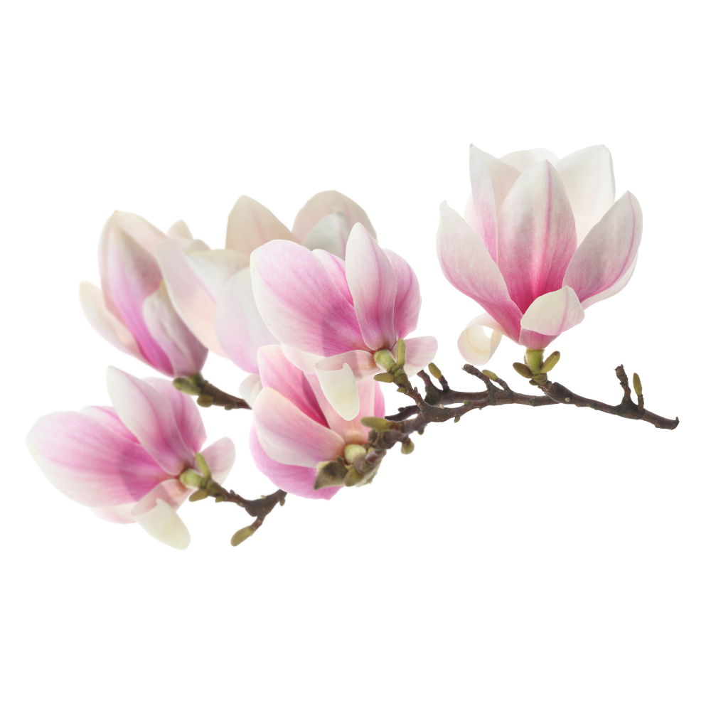 Parfém s vůní magnolie