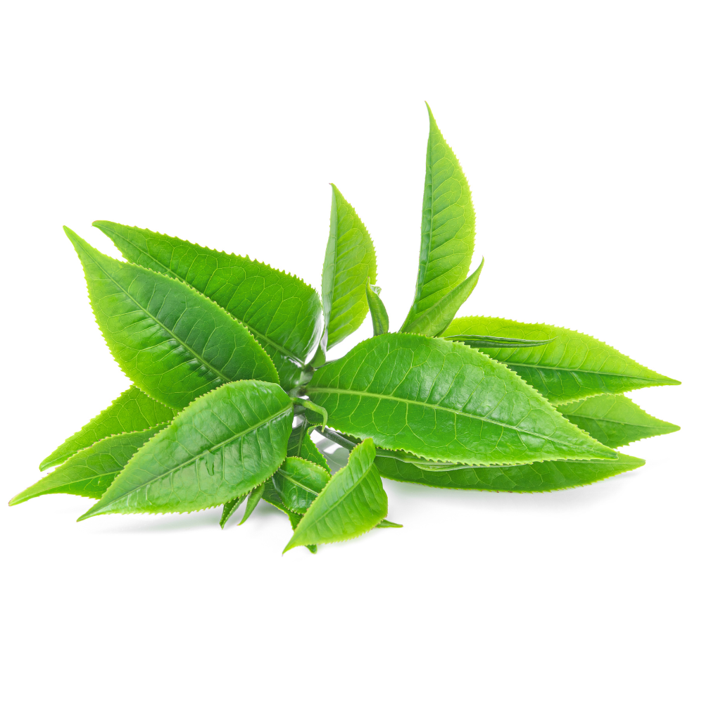 Parfém s vůní zeleného čaje
