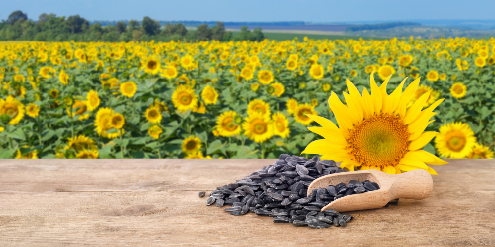 Slunečnicová semínka