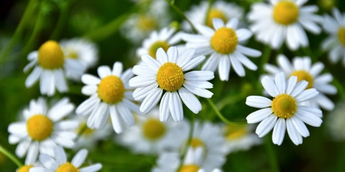 Heřmánek na blond vlasy