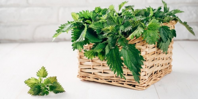 Kopřiva pro tmavé vlasy