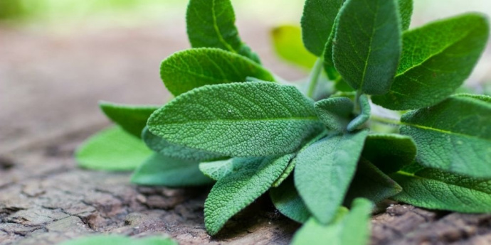 Šalvěj pro tmavé vlasy